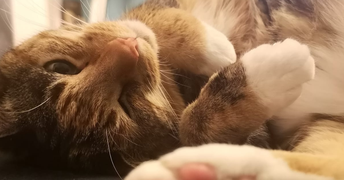 Happy Together! 10 Purrfect Cat and Human Bond Stories